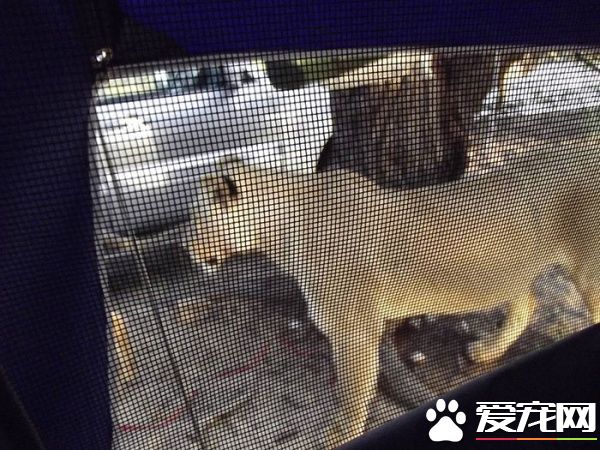 公园露营发生超惊奇体验 狮子舔帐篷上水珠解渴