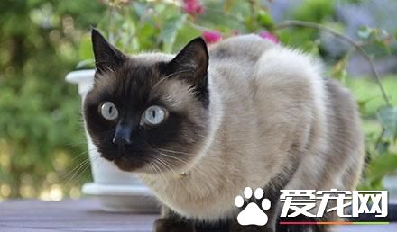 暹罗猫多大驱虫 暹罗猫驱虫怎么做