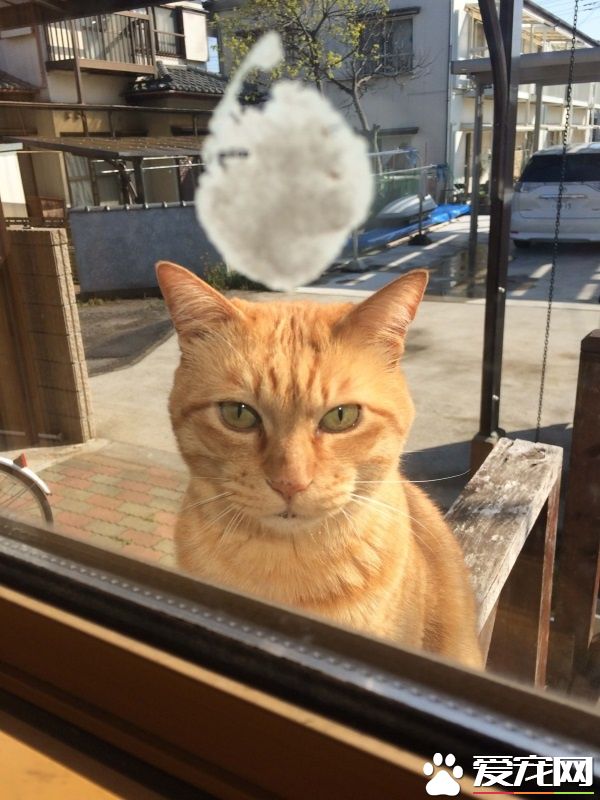 街猫橘橘爱上家猫 窗前互动郎有情妹有意