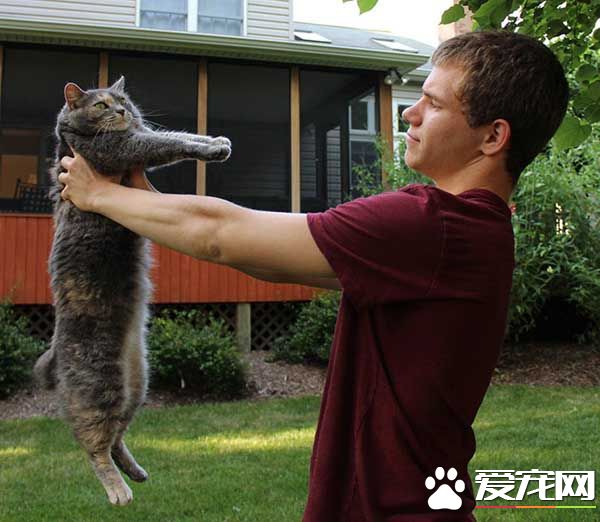 毕业舞会没有女伴 但有盛装打扮的喵伴超有面子