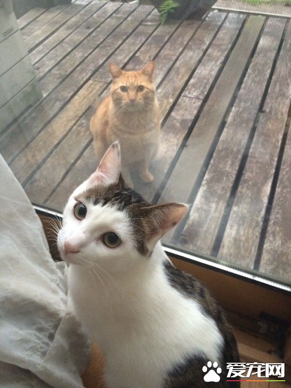 街猫橘橘爱上家猫 窗前互动郎有情妹有意
