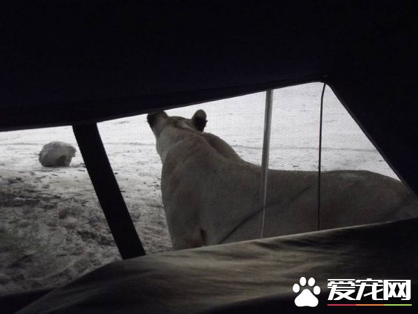 公园露营发生超惊奇体验 狮子舔帐篷上水珠解渴