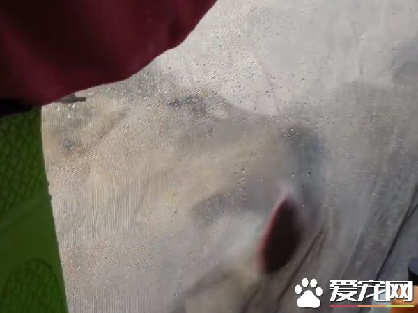 公园露营发生超惊奇体验 狮子舔帐篷上水珠解渴