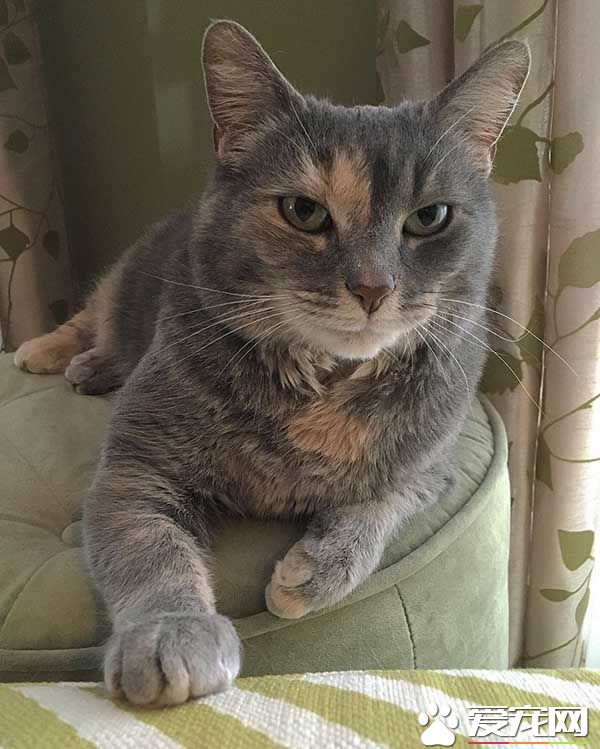 毕业舞会没有女伴 但有盛装打扮的喵伴超有面子