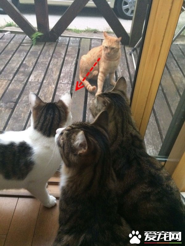 街猫橘橘爱上家猫 窗前互动郎有情妹有意