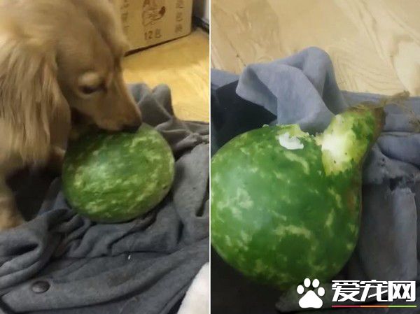 汪趁家人忙着准备晚餐时 偷叼阿嬷的匏瓜狂嗑