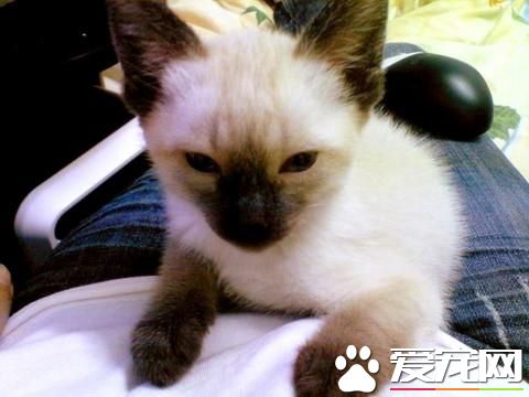 暹罗猫不吃不喝怎么办 暹罗猫不吃不喝的原因有哪些