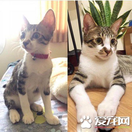 猫妈胸前挂两丧尸超辛苦 上厕所也不得安宁
