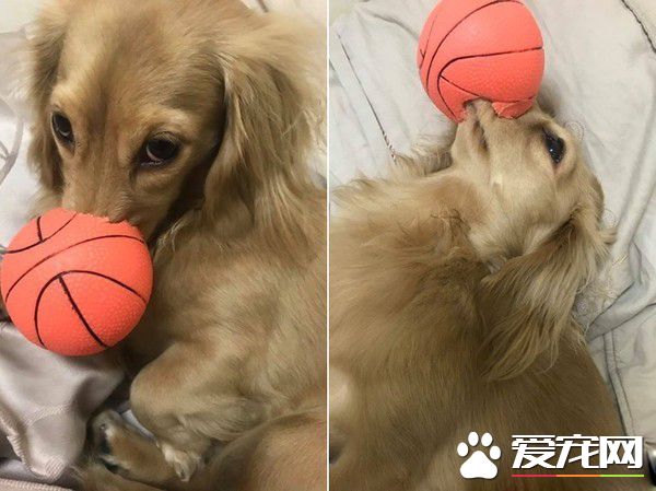 汪趁家人忙着准备晚餐时 偷叼阿嬷的匏瓜狂嗑