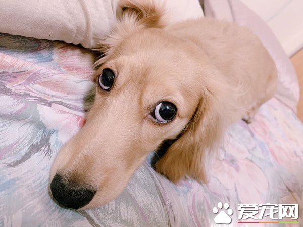 汪趁家人忙着准备晚餐时 偷叼阿嬷的匏瓜狂嗑