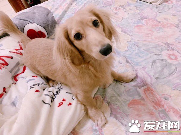 汪趁家人忙着准备晚餐时 偷叼阿嬷的匏瓜狂嗑