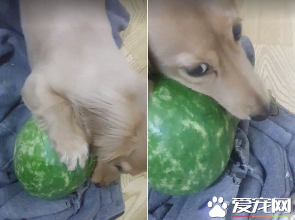 汪趁家人忙着准备晚餐时 偷叼阿嬷的匏瓜狂嗑