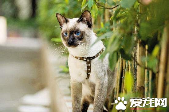 暹罗猫抓伤了还打针吗 被暹罗猫抓伤怎么处理