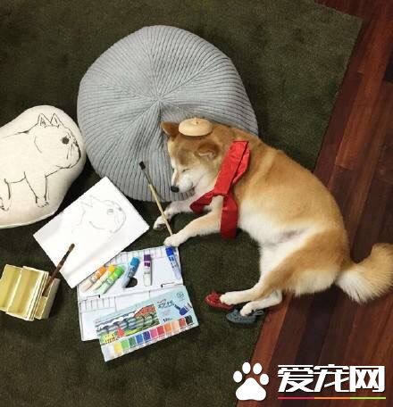 柴犬能长多大多重 想要柴犬长得健康如何饲养