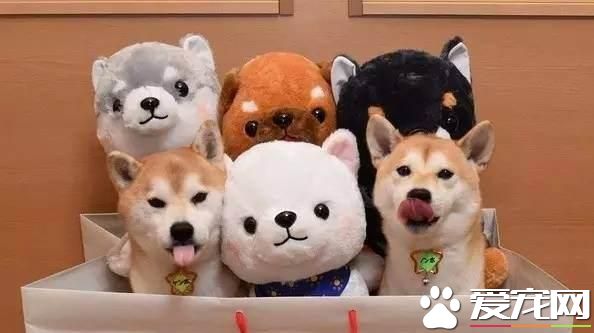 柴犬一胎生几个 柴犬生产数量和哪些有关