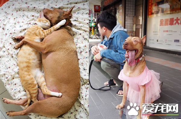 彰化旅行收编会撒娇浪汪 3年长胖近10公斤