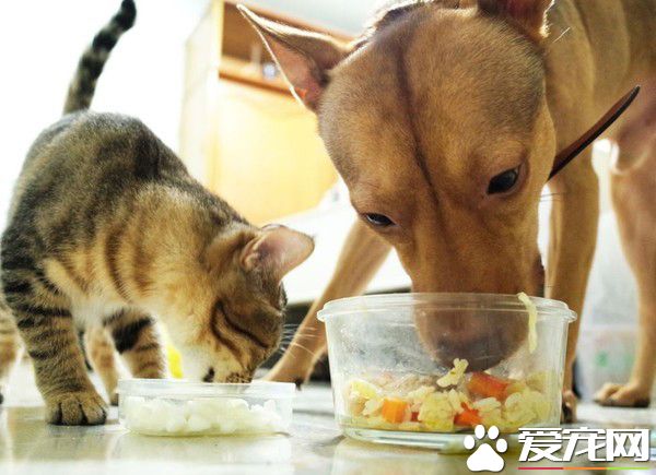 彰化旅行收编会撒娇浪汪 3年长胖近10公斤