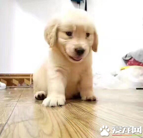 金毛肚子一直叫怎么办 金毛肚子一直叫怎么回事