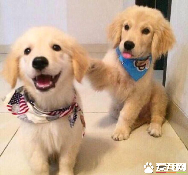 金毛为什么不能吃巧克力 金毛吃了巧克力怎么办