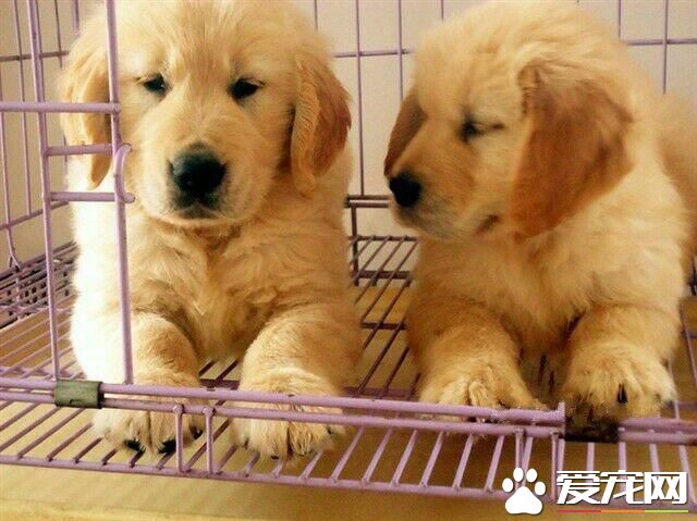 怀孕的金毛吃什么好 金毛孕期中需要注意哪些