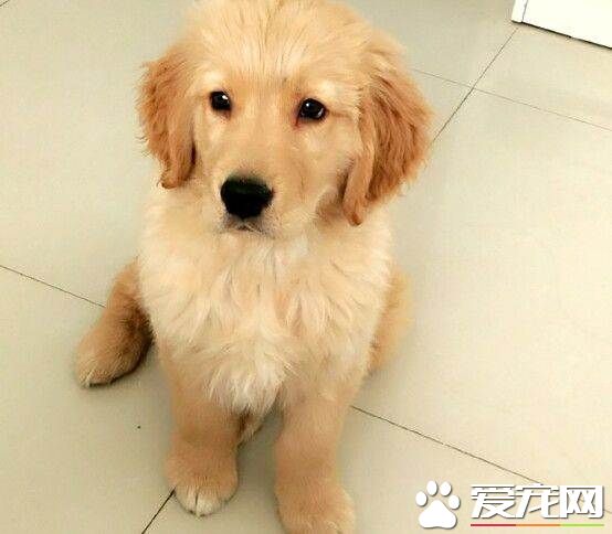 金毛耳朵发炎怎么办 金毛耳朵发炎的处理方法