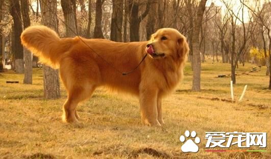 金毛屁股流血怎么回事 请注意可能是以下原因