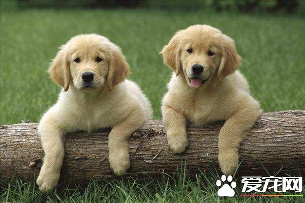 金毛会哭吗 金毛哭的原因