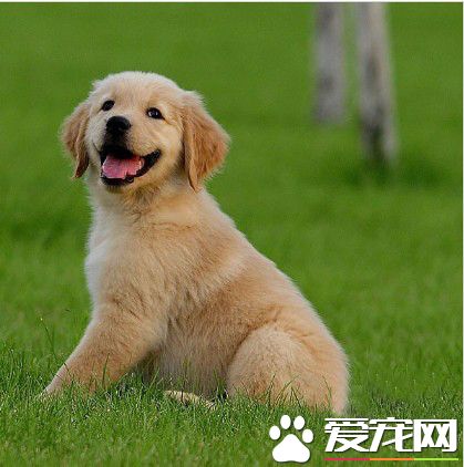 怀孕的金毛不能吃啥 怀孕后还需要注意哪些