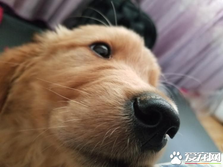 金毛吃什么毛色好 金毛的美毛方法