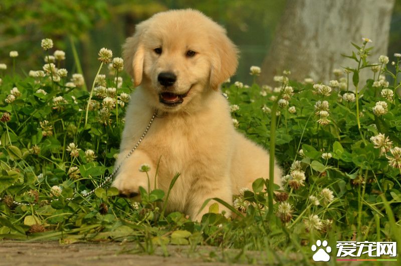 金毛早上老是叫怎么办 金毛早上叫的原因