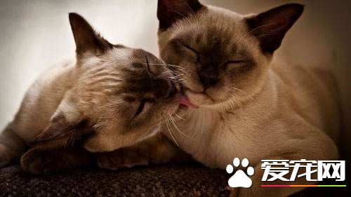 暹罗猫鼻子变白 暹罗猫鼻子变白的原因