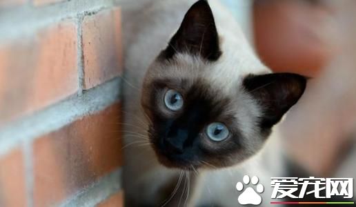 暹罗猫会咬人吗 暹罗猫咬人的原因有哪些