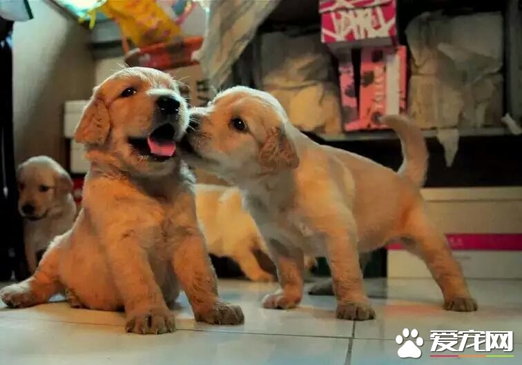 金毛多大可以训练排便 如何训练金毛排便