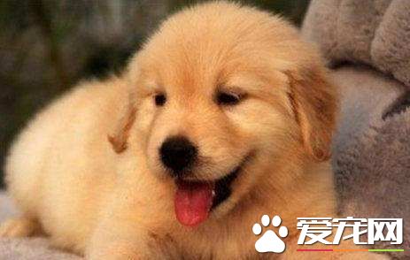 金毛屁股一坨红肿 金毛屁股红肿是什么原因引起的