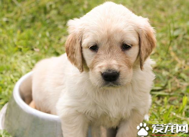 金毛晚上睡觉怕冷么 金毛怕冷怎么办