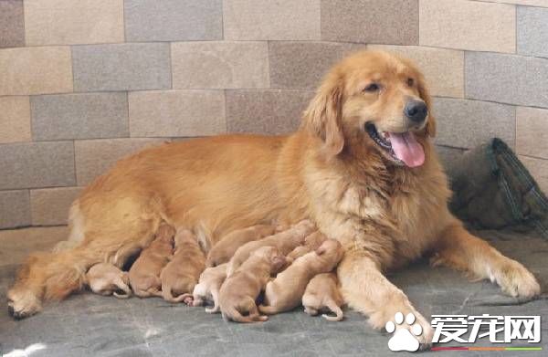 金毛都有什么颜色的 金毛的分类