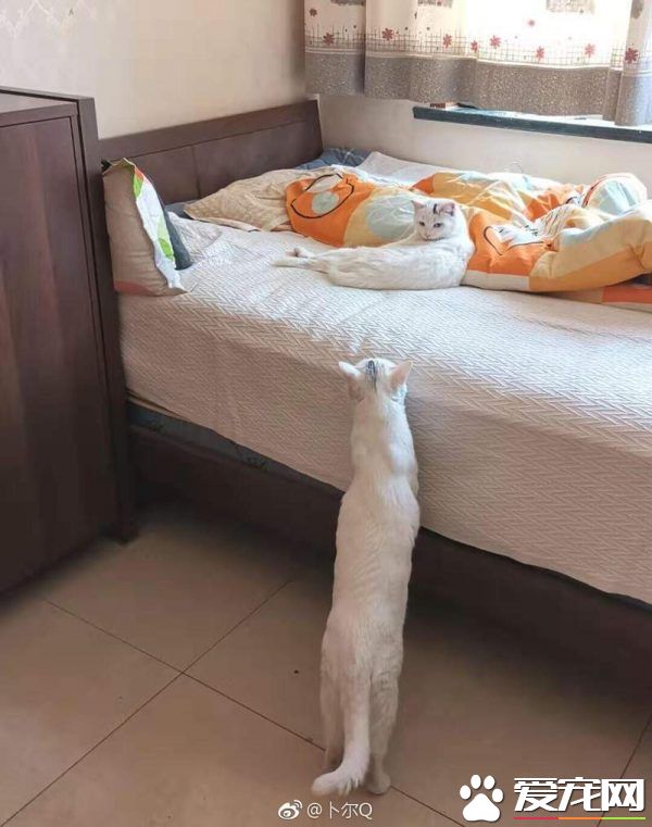 浪喵跟随回家 竟然和自家猫主子意外撞脸