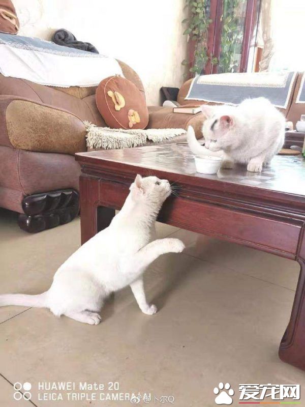 浪喵跟随回家 竟然和自家猫主子意外撞脸