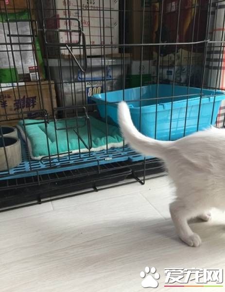 想关注本喵?小白猫为大家示范逃狱的最高境界