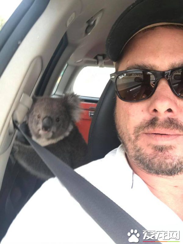 无尾熊和狗狗大眼瞪小眼 超爽冷气霸车不想走