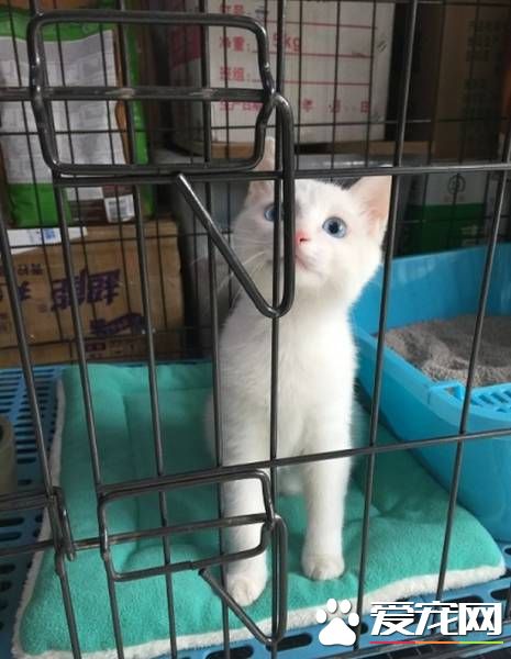 想关注本喵?小白猫为大家示范逃狱的最高境界