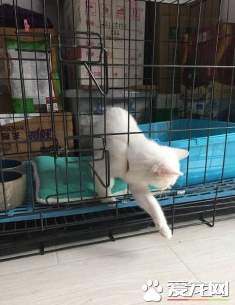 想关注本喵?小白猫为大家示范逃狱的最高境界