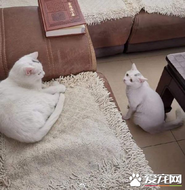 浪喵跟随回家 竟然和自家猫主子意外撞脸