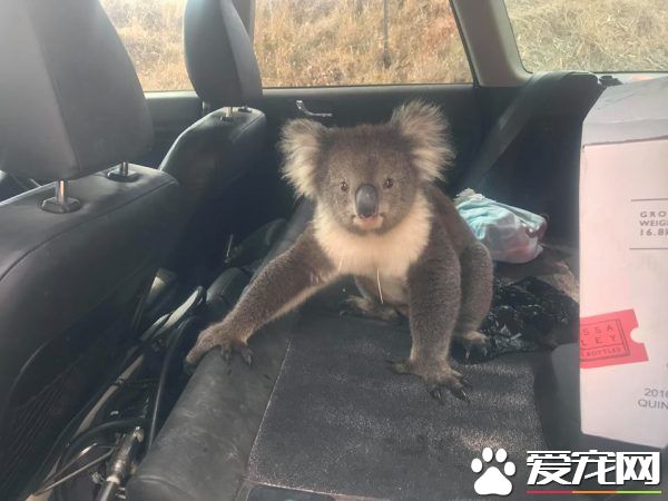 无尾熊和狗狗大眼瞪小眼 超爽冷气霸车不想走