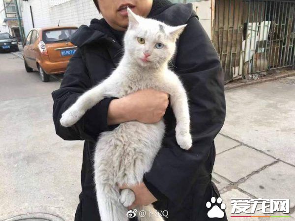 浪喵跟随回家 竟然和自家猫主子意外撞脸