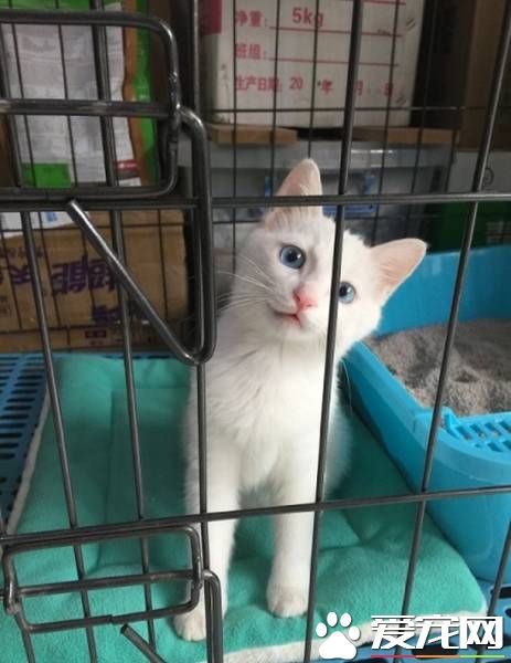 想关注本喵?小白猫为大家示范逃狱的最高境界