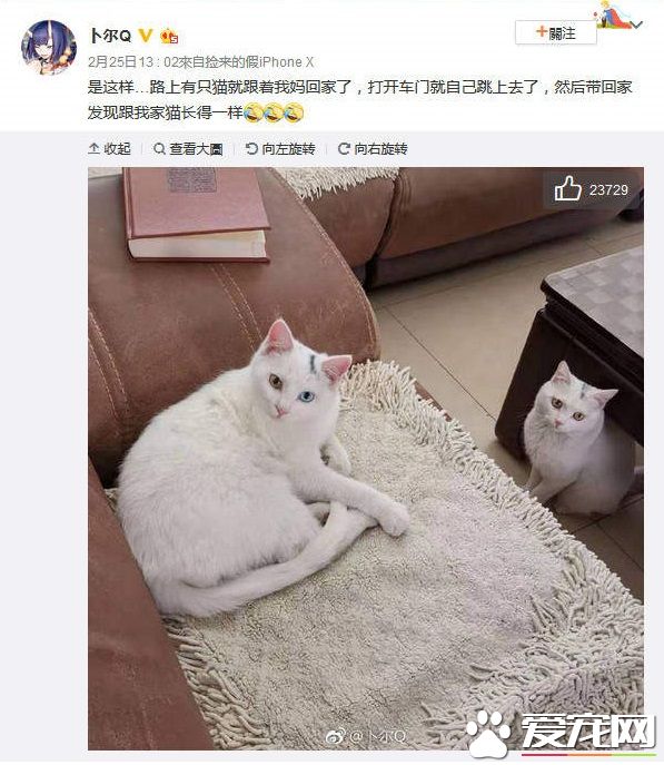 浪喵跟随回家 竟然和自家猫主子意外撞脸