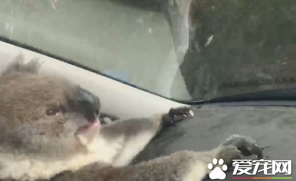 无尾熊和狗狗大眼瞪小眼 超爽冷气霸车不想走