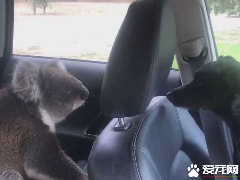 无尾熊和狗狗大眼瞪小眼 超爽冷气霸车不想走
