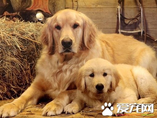 金毛多大可以吃肉 金毛吃肉的好处